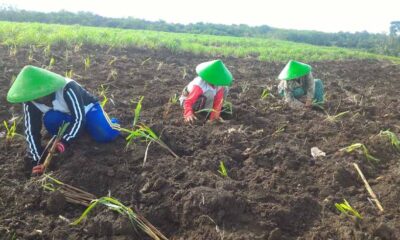 Bina UMKM DDistillers