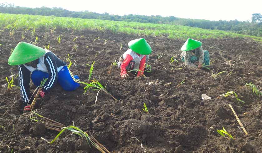 Bina UMKM DDistillers