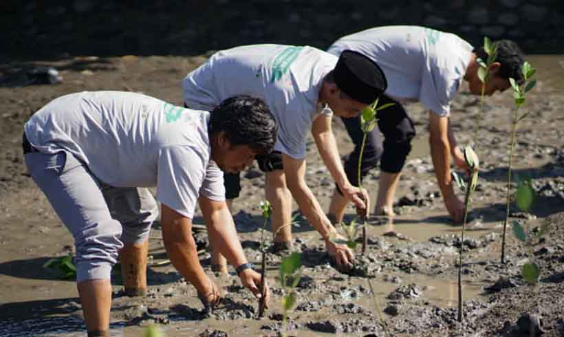 mangrove